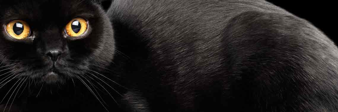 artykuł - błyszcząca sierść, kondycja i wygląd sierści kota - zdjęcie główne