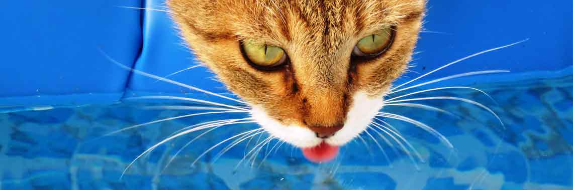 artykuł - kot nie pije wody, zdjęcie główne