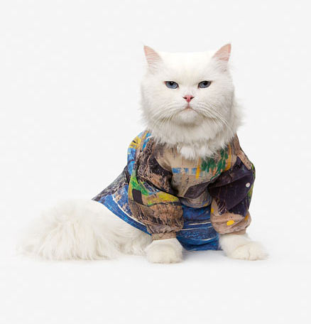 Kalendarz z kotami - 2013, Kot Perski Biały