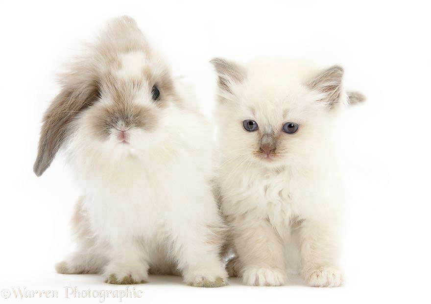 Zwierzęta o podobnej maści, kot i królik