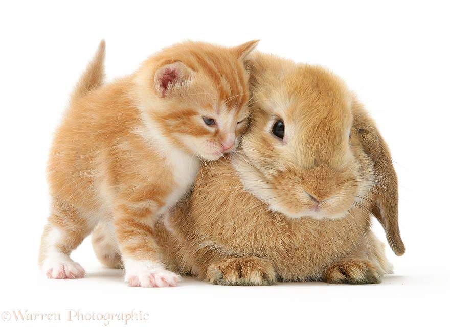 Zwierzęta o podobnej maści, kot i królik