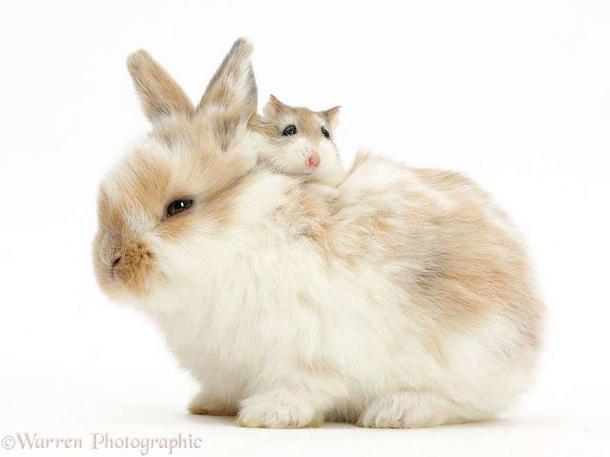 Zwierzęta o podobnej maści, królik i homik