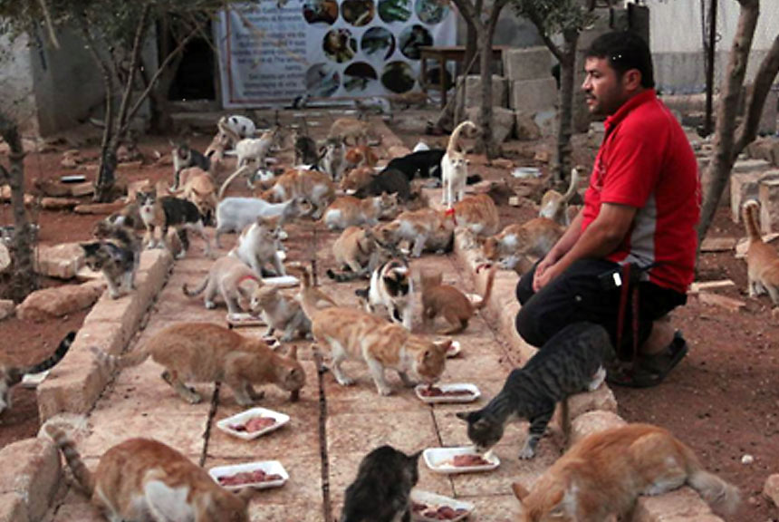 Syria, Aleppo, Ernesto's Sanktuary, schronisko dla zwierząt