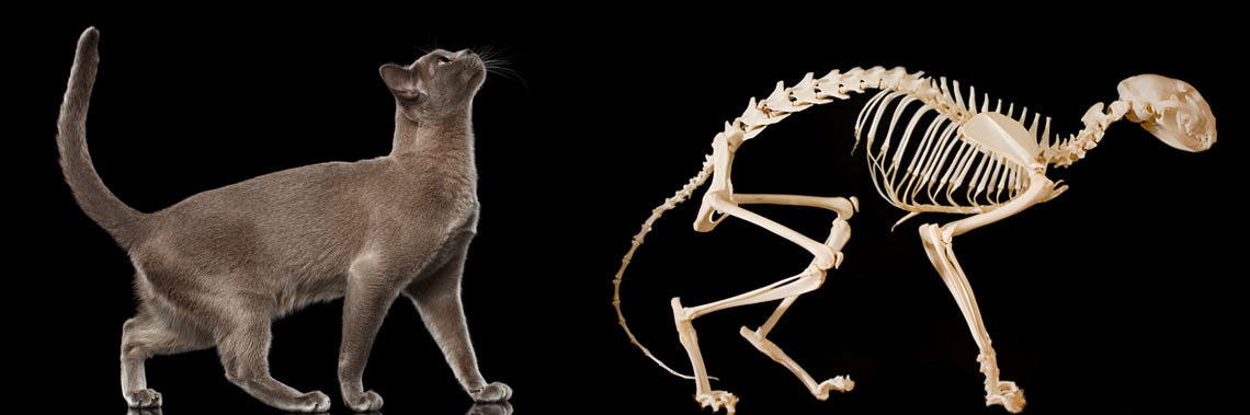 Budowa kota, szkielet, anatomia - zdjęcie główne