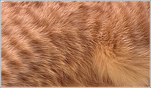 Futro Maine Coona