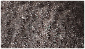 Futro Maine Coona