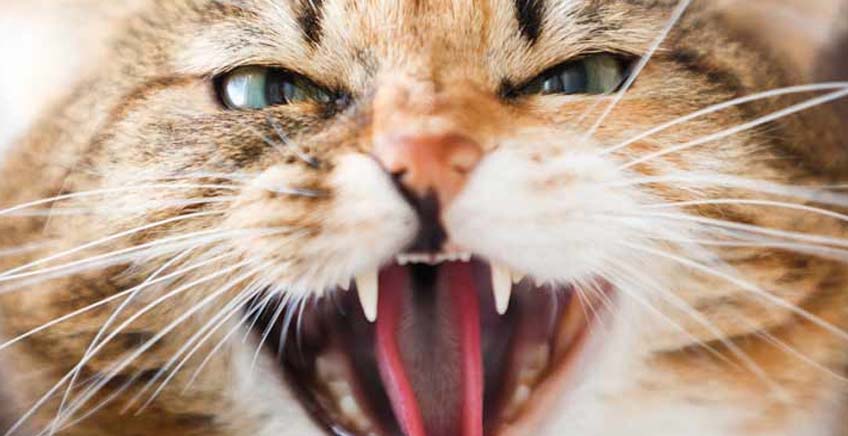 Agresja u kotów, jak sobie radzić - artykuł