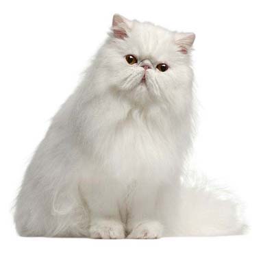 kot perski biały, historia rasy