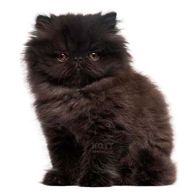 kot perski czarny - krępa budowa, płaska okrągła twarz, długowłosy