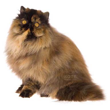 kot perski szylkretowy - krępa budowa, płaska okrągła twarz, długowłosy