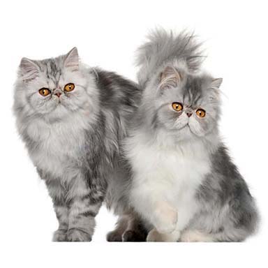 kot perski bikolor srebrny tabby - krępa budowa, płaska okrągła twarz, długowłosy