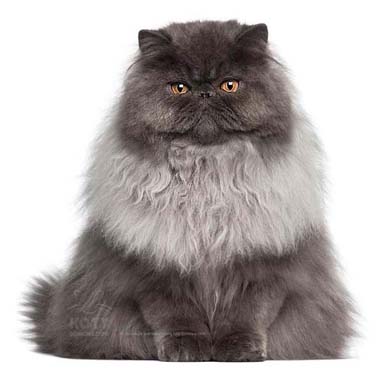 kot perski dymny - krępa budowa, płaska okrągła twarz, długowłosy