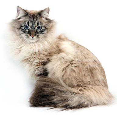 kot neva masquerade - wyglad i budowa kota domowego. Solidny i muskularny, sierść gruba, puszysta.
