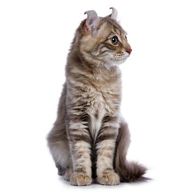 kot amerykański curl krótkowłosy - wyglad i budowa kota domowego. Końce uszu wygiete do tyłu. Krótka sierść.