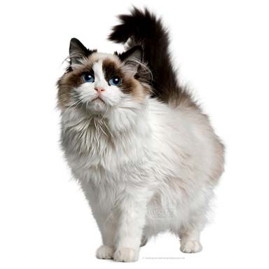 kot ragdoll - duży, muskularny, biały z ciemnym ogonem i łatami na twarzy. Oczy niebieskie.