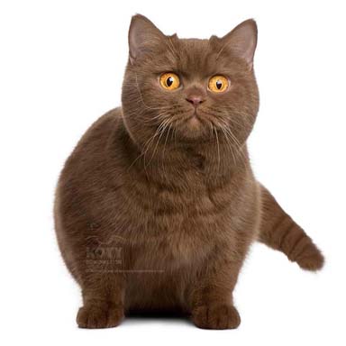 kot brytyjski krótkowłosy - krempy, okrągła twarz, małe uszy.
