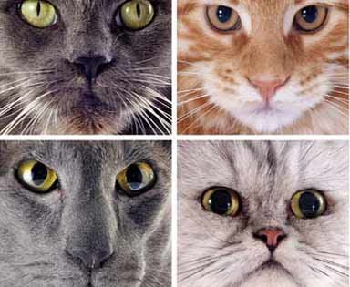 Zdjęcie głowy kota, artykuł o kształtach głowy i oczu kota