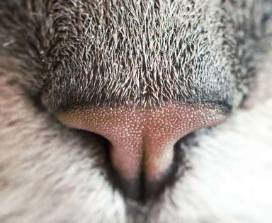 Zdjęcie nosa kota, artykuł o węchu kota, organie jacobsona