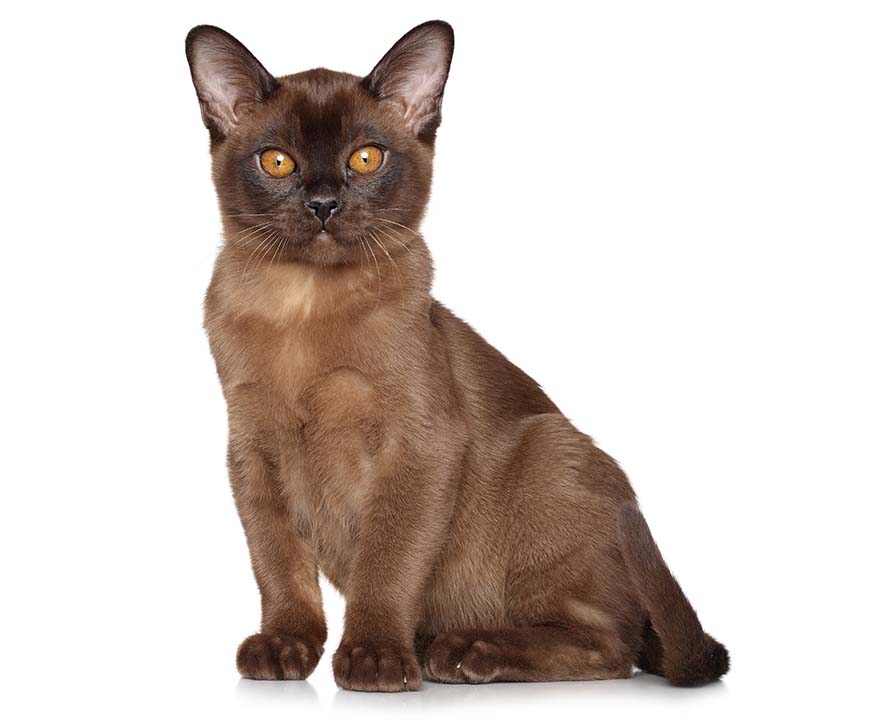 Kot Burmski / Burmese, wygląd