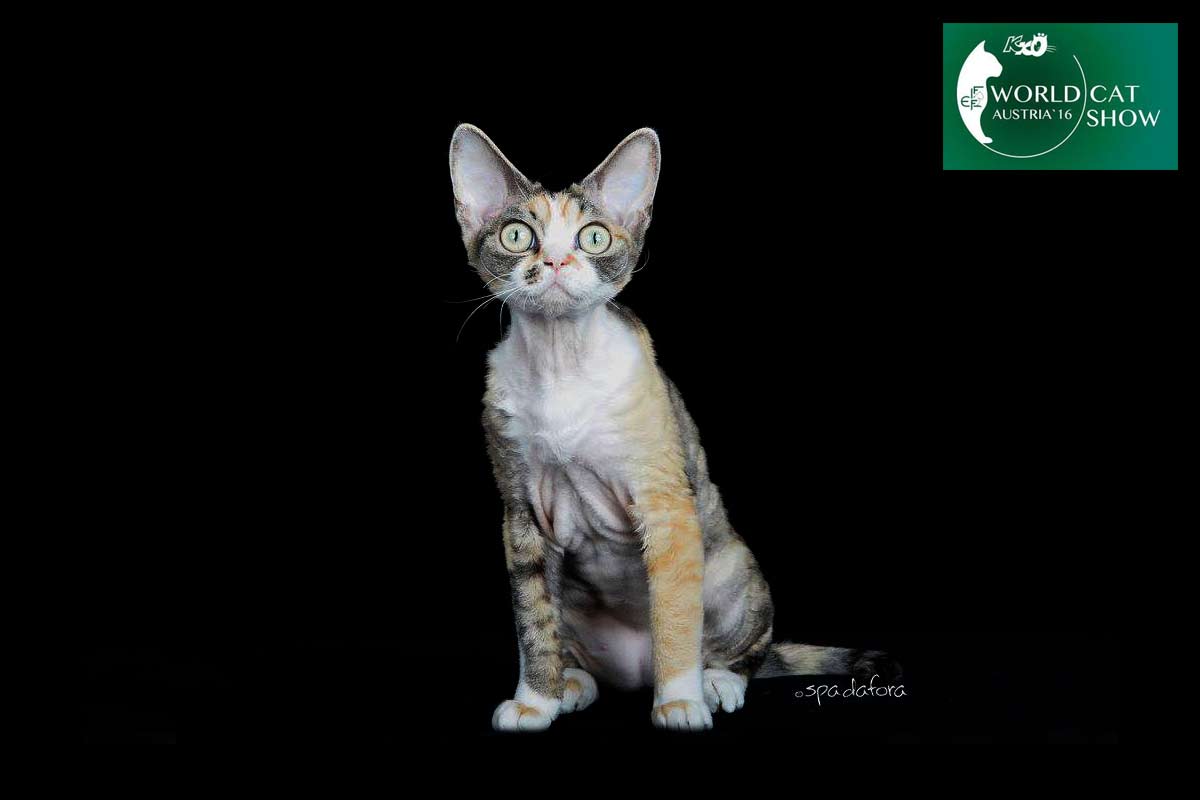 Kot Devon Rex - Zwycięzca Światowej Wystawy we Włoszech w 2016 r.
