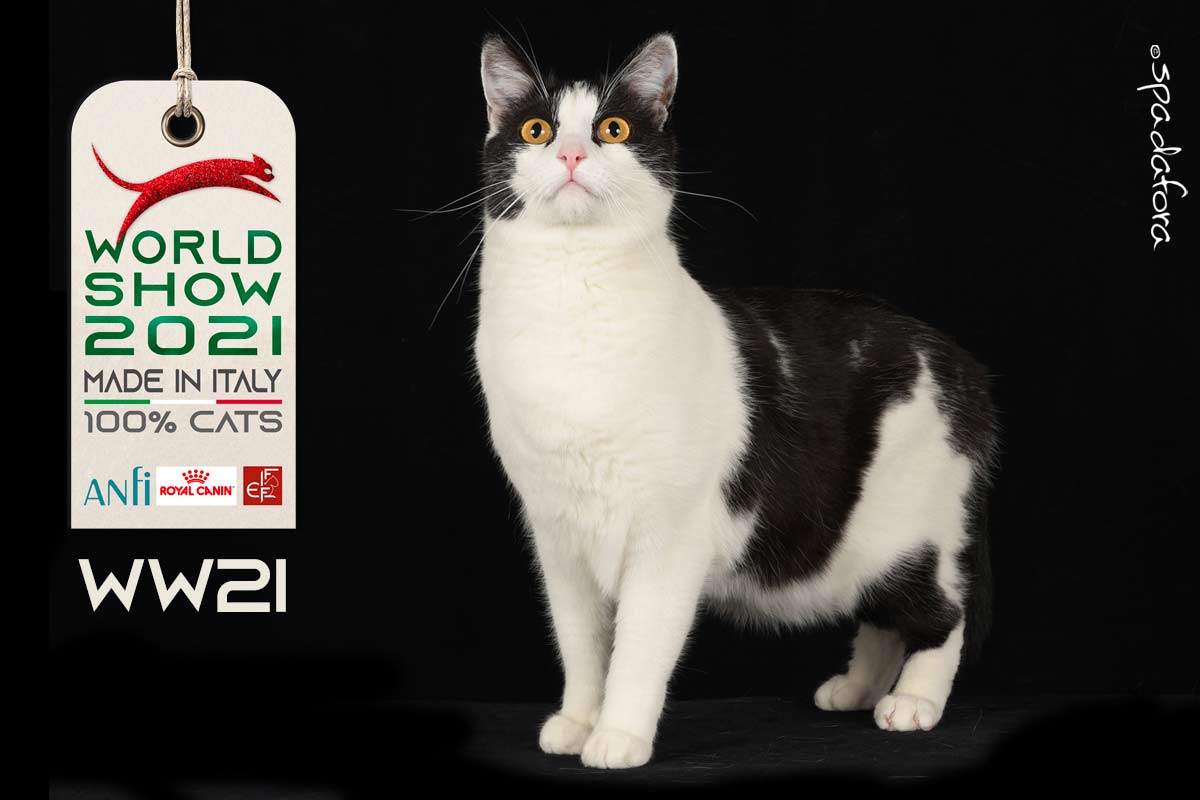 Kot domowy krótkowłosy - Zwycięzca Światowej Wystawy we Włoszech w 2021 r.