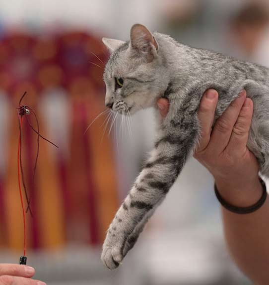 Kot ocikat - wystawa FIFe World Show 2020