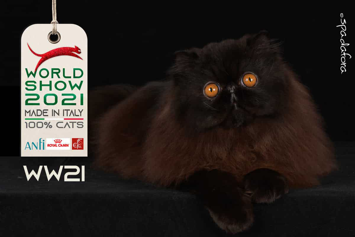 Kot perski czekoladowy - Zwycięzca Światowej Wystawy we Włoszech w 2021 r.