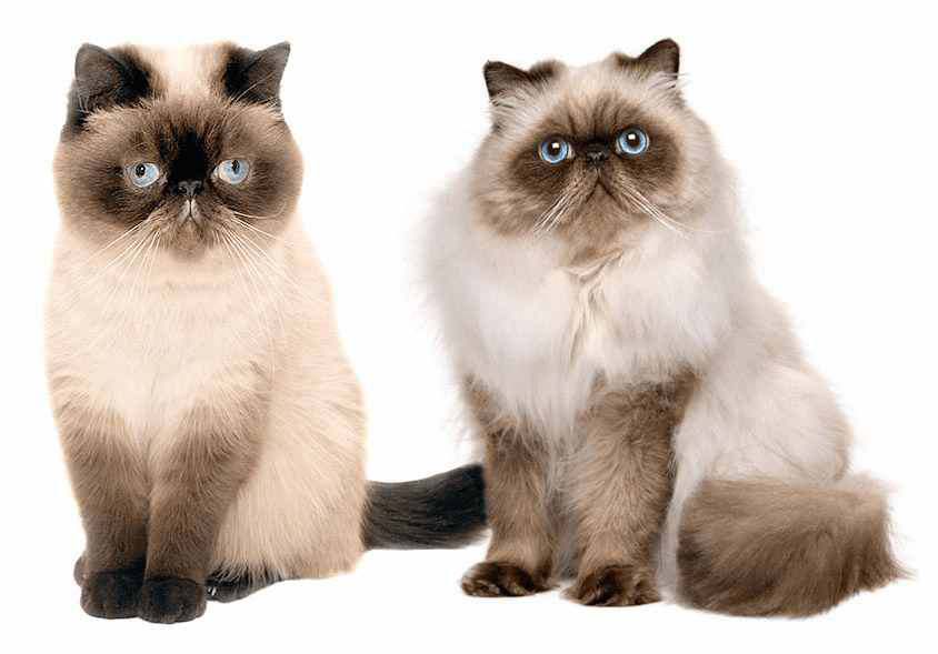 kot perski a egzotyczny, wygląd - porównanie