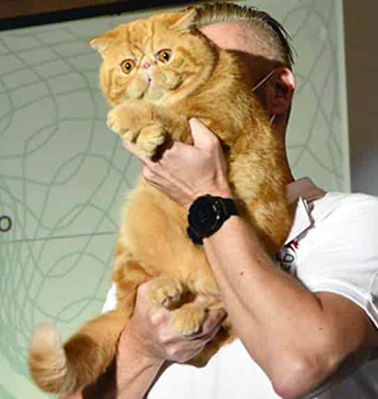 Kot Egzotyczny Tabby, krótkowłosa wersja kota perskiego