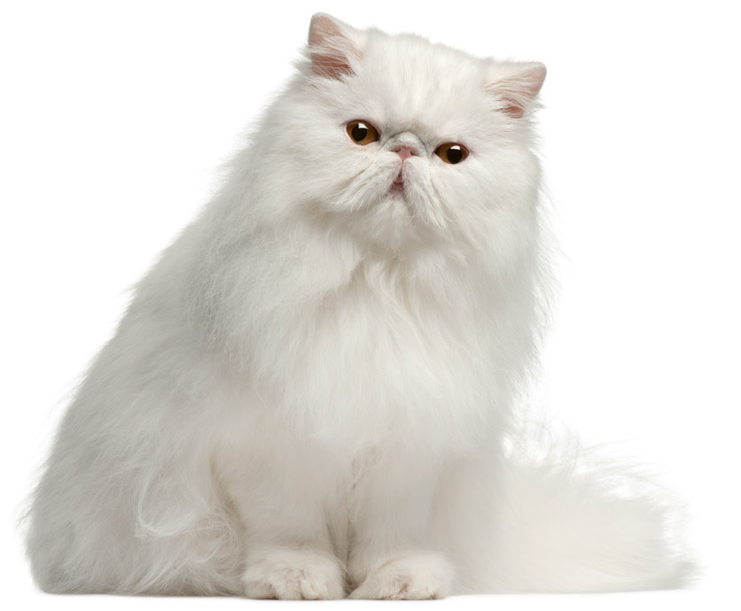 Zdjęcie kota perskiego białego