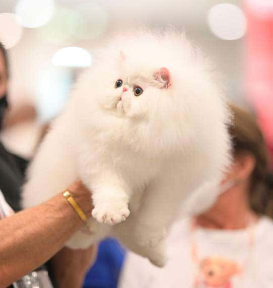 Kot perski biały, zdjęcie z wystawy kotów The FIFe World Show 2021
