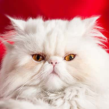 Kot biały perski, zbliżenie twarzy