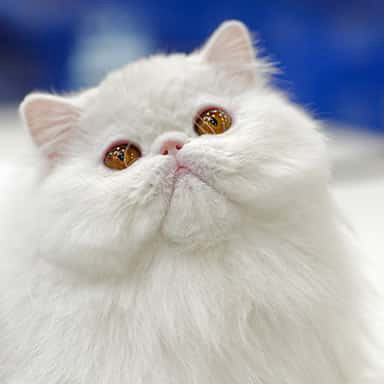Kot biały egzotyczny, krótkowłosa odmiana kota perskiego