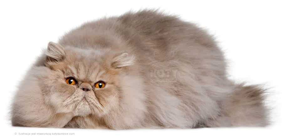 Kot Perski Liliowy