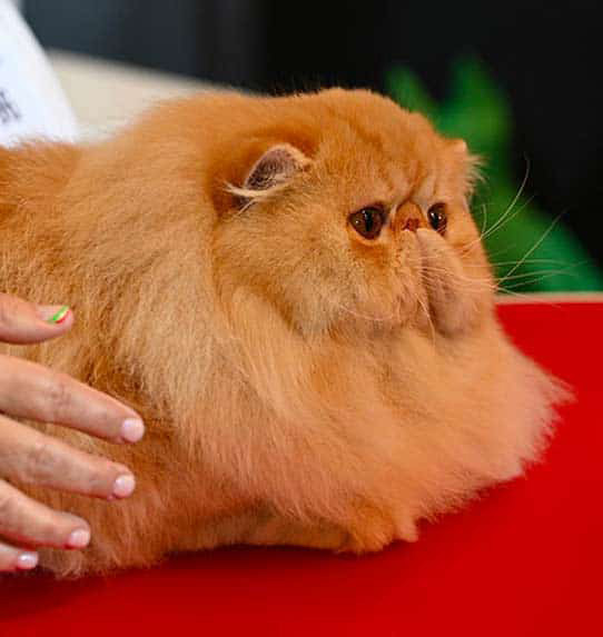 Kot perski czerwony - jednobarwny