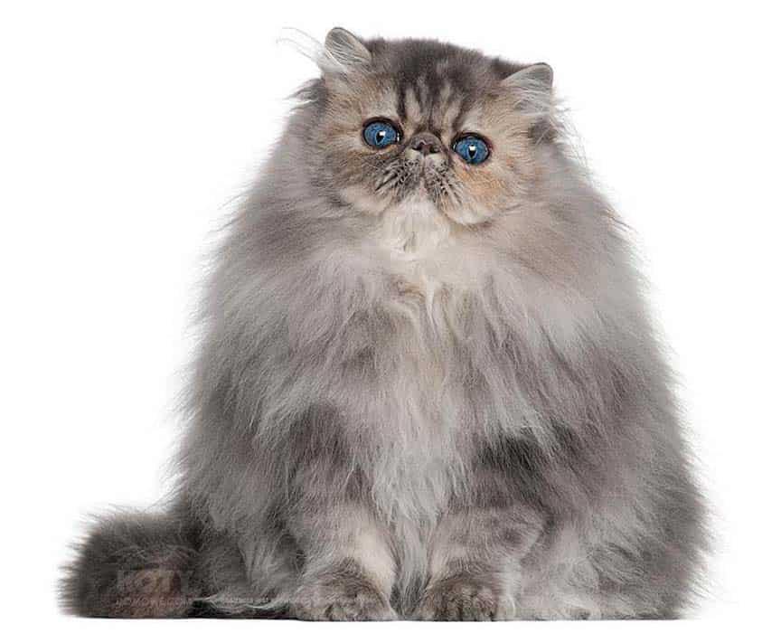 Kot Perski Kolorpoint Tabby, pręgowany