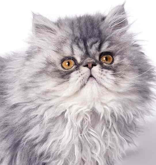 Kot Srebrny Tabby, pręgowany, wygląd