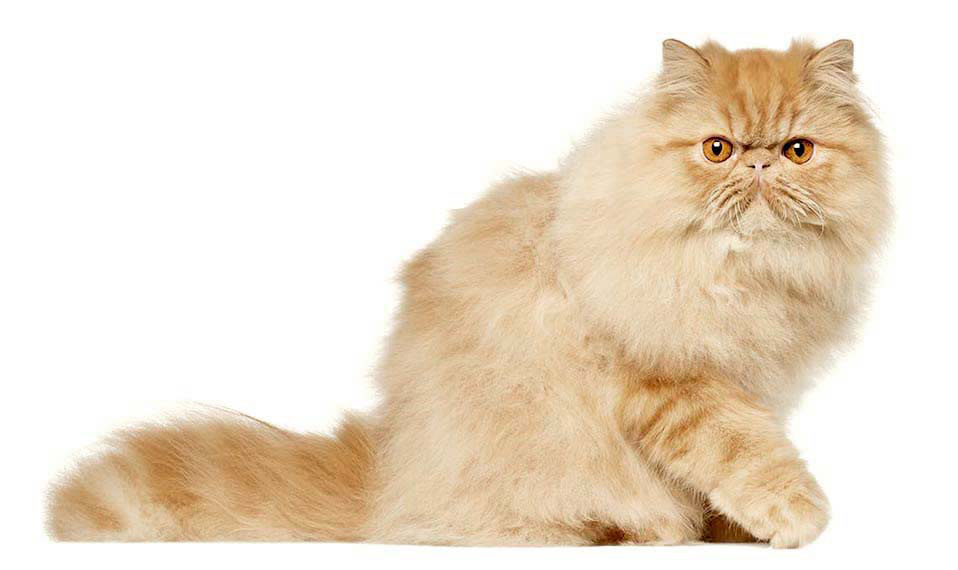 Kot Perski Złoty Tabby, pręgowany, wygląd