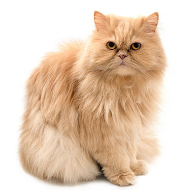 Kot perski kremowy - jednobarwny