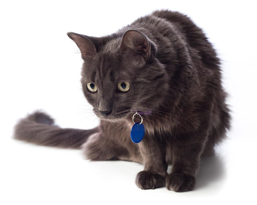 Kot Nebelung - Długowłosy Rosyjski Niebieski, rasa nie uznana prze FIFe