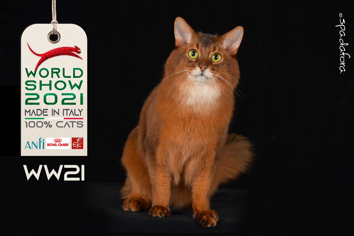 Kot somalijski - Zwycięzca Światowej Wystawy we Włoszech w 2021 r.
