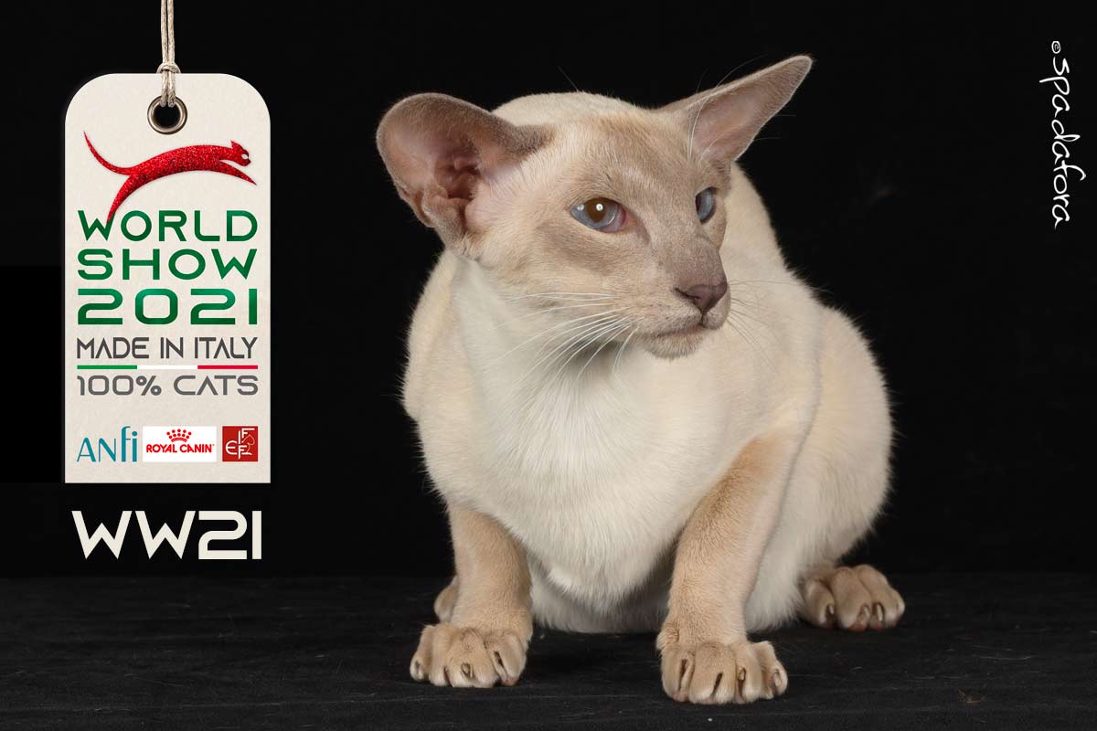 Kot syjamski - Zwycięzca Światowej Wystawy we Włoszech w 2021 r.