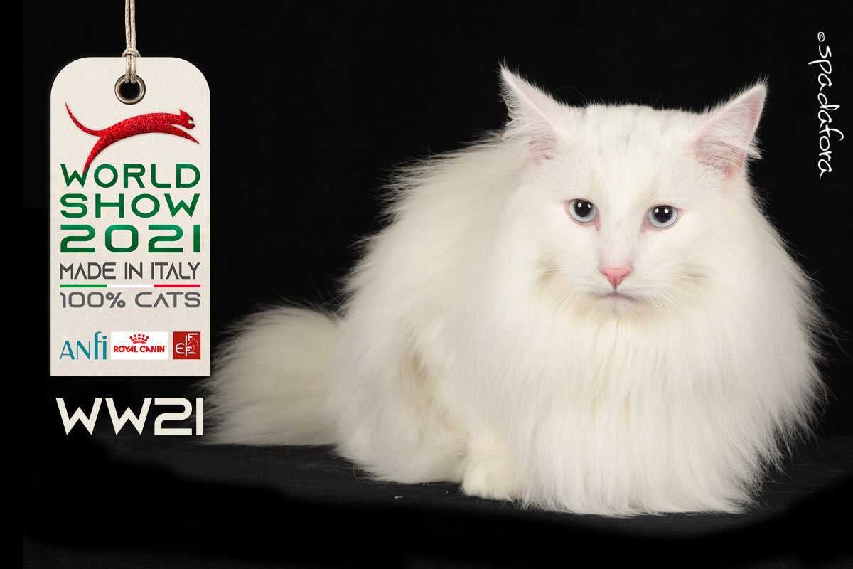 Kot Turecki Angora Tabby - Zwycięzca Światowej Wystawy we Włoszech w 2021 r.