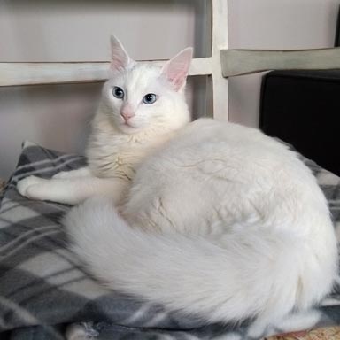 kot angora turecka - biały