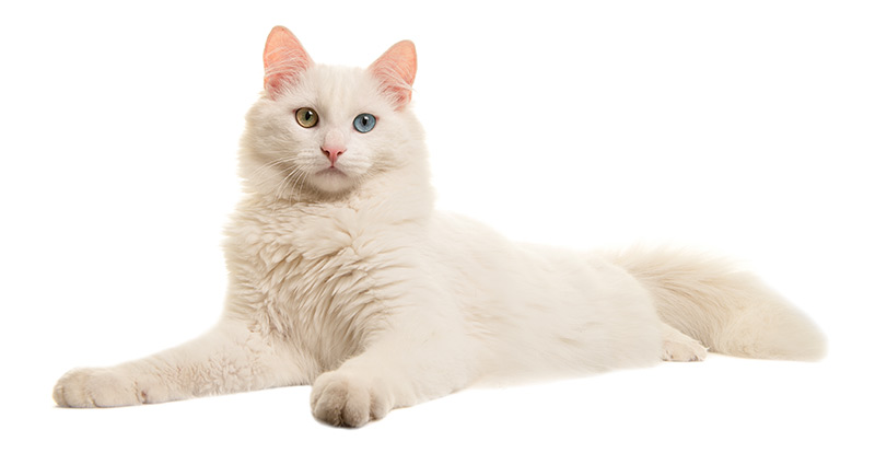 kot turecki van, biały, różnooki