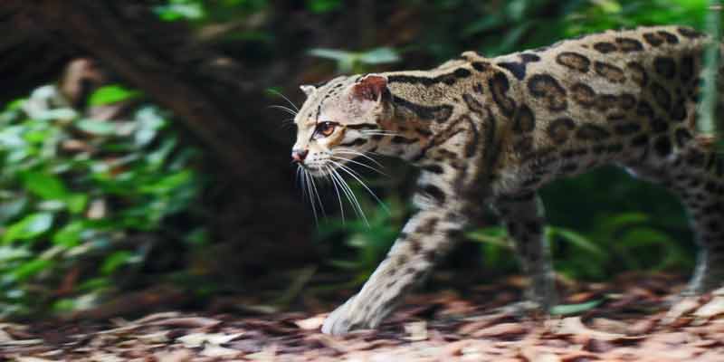 Leopard bengalski, mały kot dziki