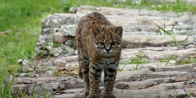 Kodkod (Leopardus guigna), mały kot dziki
