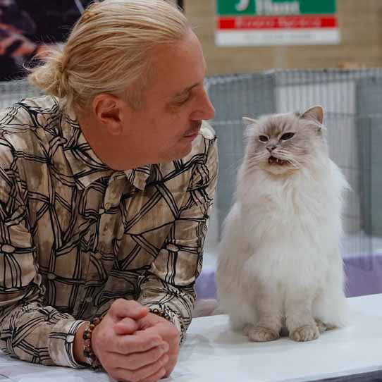 Wystawa kot贸w w Brocknell w Anglii, kot Neva Mascarade, 2022