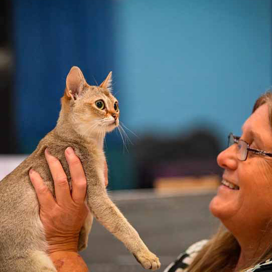 Wystawa kotów w Brocknell w Anglii, kot Abisyński, 2022