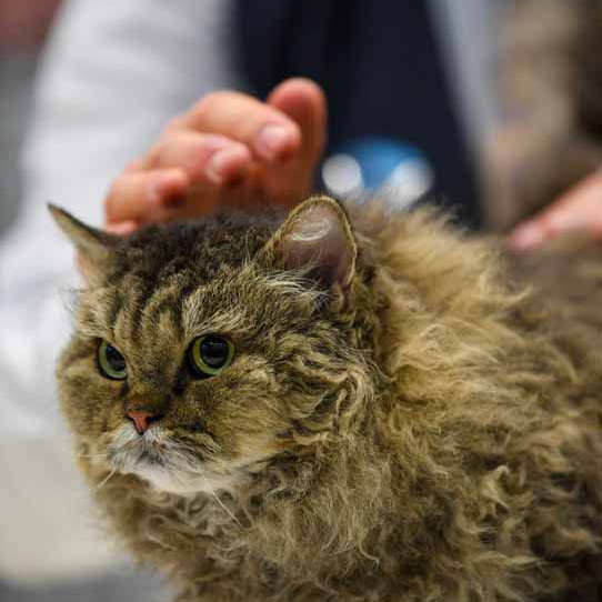 Wystawa kot贸w w Brocknell w Anglii, kot Kot LaPerm d艂ugow艂osy, 2022